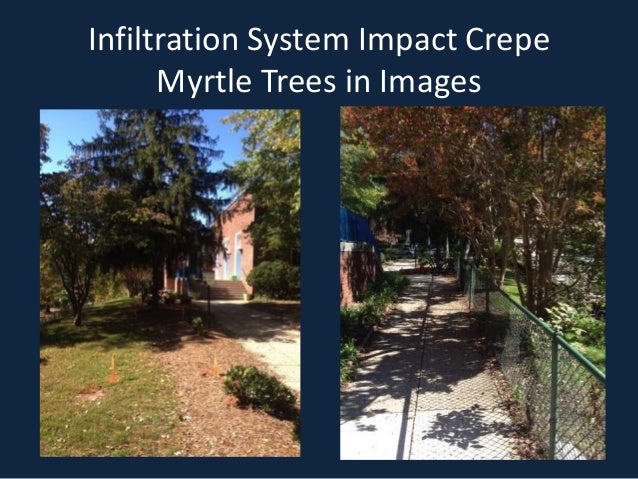 Infiltration System Impact Crepe
Myrtle Trees in Images
 