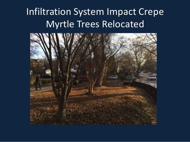 Infiltration System Impact Crepe
Myrtle Trees Relocated
 