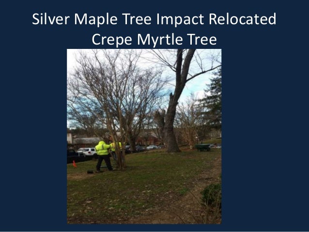 Silver Maple Tree Impact Relocated
Crepe Myrtle Tree
 