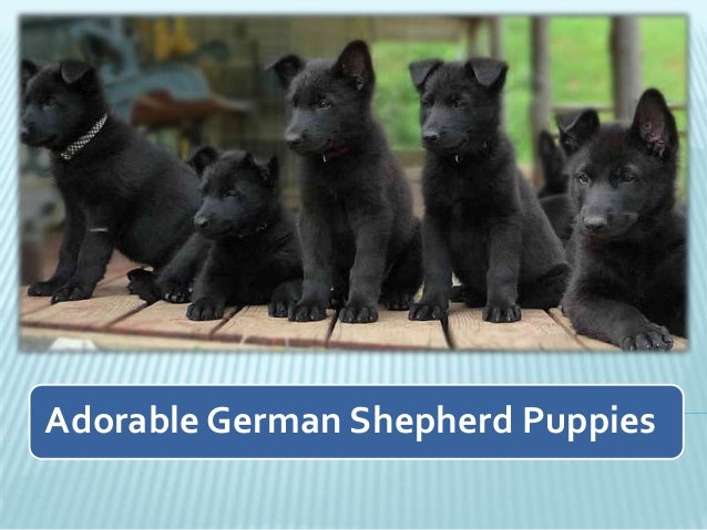 black german shepherd kennels