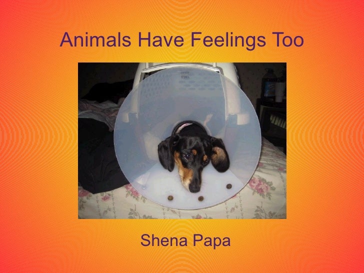Do animals have feelings essay