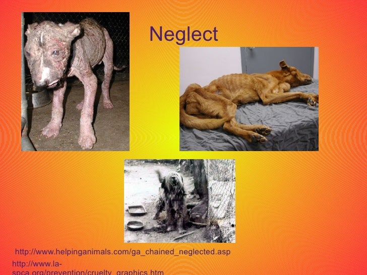 Animals Have Feelings too