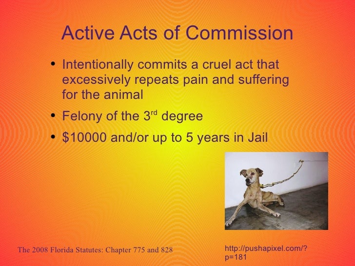 Do animals have feelings essay