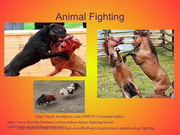 Animals Have Feelings too