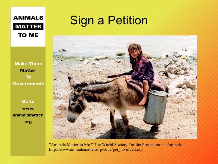 Do animals have feelings essay