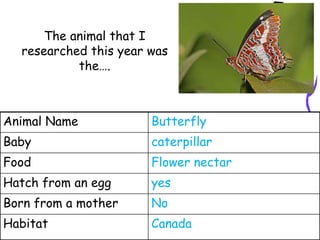 The animal that I
  researched this year was
           the….



Animal Name            Butterfly
Baby                   caterpillar
Food                   Flower nectar
Hatch from an egg      yes
Born from a mother     No
Habitat                Canada
 