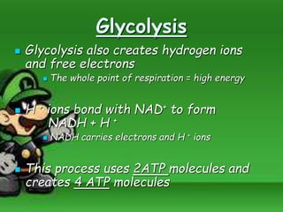 Glycolysis
 Glycolysis also creates hydrogen ions
and free electrons
 The whole point of respiration = high energy
 H + ions bond with NAD+ to form
NADH + H +
 NADH carries electrons and H + ions
 This process uses 2ATP molecules and
creates 4 ATP molecules
 