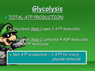 Glycolysis
 TOTAL ATP PRODUCTION:
 Glycolysis Step 1 uses 2 ATP molecules
 Glycolysis Step 2 converts 4 ADP molecules
into 4 ATP molecules
 Net ATP production = 2 ATP for every
glucose molecule
 