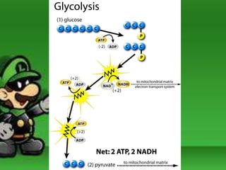 Glycolysis
 