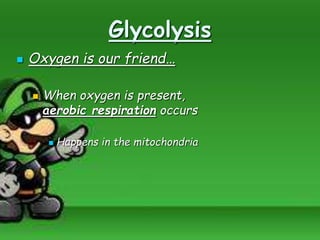 Glycolysis
 Oxygen is our friend…
 When oxygen is present,
aerobic respiration occurs
 Happens in the mitochondria
 