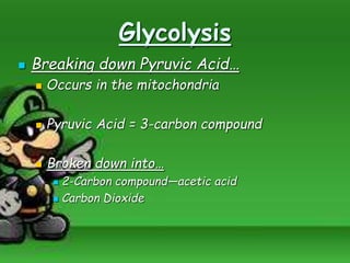 Glycolysis
 Breaking down Pyruvic Acid…
 Occurs in the mitochondria
 Pyruvic Acid = 3-carbon compound
 Broken down into…
 2-Carbon compound—acetic acid
 Carbon Dioxide
 