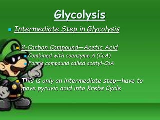 Glycolysis
 Intermediate Step in Glycolysis
 2-Carbon Compound—Acetic Acid
 Combined with coenzyme A (CoA)
 Forms compound called acetyl-CoA
 This is only an intermediate step—have to
move pyruvic acid into Krebs Cycle
 
