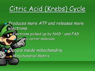 Citric Acid (Krebs) Cycle
 Produces more ATP and releases more
electrons
 Electrons picked up by NAD + and FAD
 Organic carrier molecules
 Occurs inside mitochondria
 Mitochondrial Matrix
 