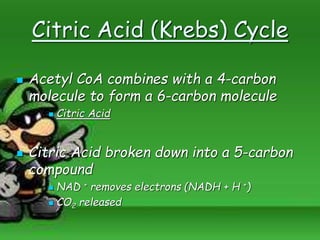 Citric Acid (Krebs) Cycle
 Acetyl CoA combines with a 4-carbon
molecule to form a 6-carbon molecule
 Citric Acid
 Citric Acid broken down into a 5-carbon
compound
 NAD + removes electrons (NADH + H +)
 CO2 released
 