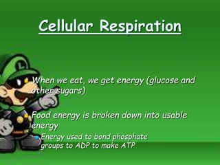 Cellular Respiration
 When we eat, we get energy (glucose and
other sugars)
 Food energy is broken down into usable
energy
 Energy used to bond phosphate
groups to ADP to make ATP
 