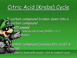 Citric Acid (Krebs) Cycle
 5-carbon compound broken down into a
4-carbon compound
 ATP created
 NAD + removes electrons (NADH + H +)
 CO2 released
 4-carbon compound (oxaloacetic acid) is
created
 Used to bond with acetyl- CoA to restart cycle
 