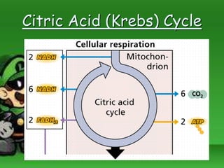 Citric Acid (Krebs) Cycle
 