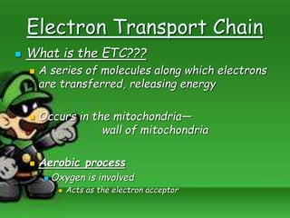 Electron Transport Chain
 What is the ETC???
 A series of molecules along which electrons
are transferred, releasing energy
 Occurs in the mitochondria—
wall of mitochondria
 Aerobic process
 Oxygen is involved
 Acts as the electron acceptor
 