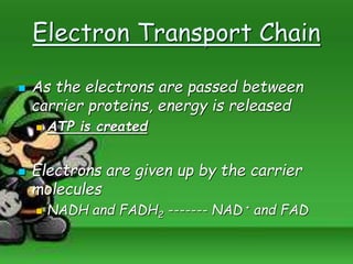 Electron Transport Chain
 As the electrons are passed between
carrier proteins, energy is released
 ATP is created
 Electrons are given up by the carrier
molecules
 NADH and FADH2 ------- NAD + and FAD
 