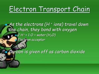 Electron Transport Chain
 As the electrons (H + ions) travel down
the chain, they bond with oxygen
 2 H + + 1 O = water (H2O)
 Electron acceptor
 Carbon is given off as carbon dioxide
 