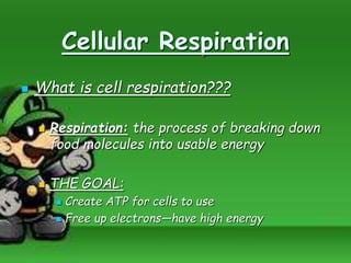 Cellular Respiration
 What is cell respiration???
 Respiration: the process of breaking down
food molecules into usable energy
 THE GOAL:
 Create ATP for cells to use
 Free up electrons—have high energy
 