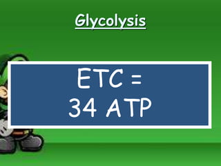 Glycolysis
ETC =
34 ATP
 