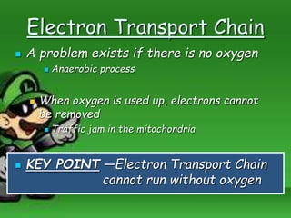 Electron Transport Chain
 A problem exists if there is no oxygen
 Anaerobic process
 When oxygen is used up, electrons cannot
be removed
 Traffic jam in the mitochondria
 KEY POINT —Electron Transport Chain
cannot run without oxygen
 