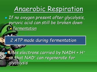 Anaerobic Respiration
 If no oxygen present after glycolysis,
pyruvic acid can still be broken down
 Fermentation
2 ATP made during fermentation
 Uses electrons carried by NADH + H +
so that NAD+ can regenerate for
glycolysis
 