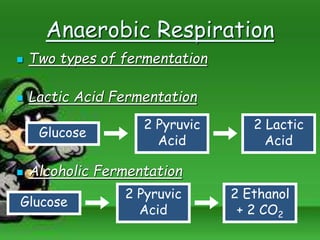 Anaerobic Respiration
 Two types of fermentation
 Lactic Acid Fermentation
 Alcoholic Fermentation
Glucose
2 Pyruvic
Acid
2 Lactic
Acid
Glucose
2 Pyruvic
Acid
2 Ethanol
+ 2 CO2
 
