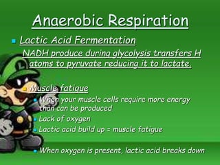 Anaerobic Respiration
 Lactic Acid Fermentation
NADH produce during glycolysis transfers H
atoms to pyruvate reducing it to lactate.
 Muscle fatigue
 When your muscle cells require more energy
than can be produced
 Lack of oxygen
 Lactic acid build up = muscle fatigue
 When oxygen is present, lactic acid breaks down
 