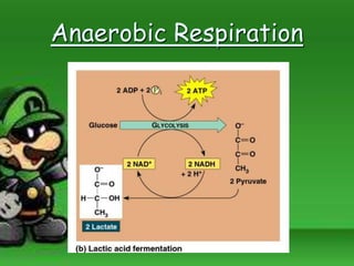 Anaerobic Respiration
 