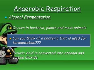 Anaerobic Respiration
 Alcohol Fermentation
 Occurs in bacteria, plants and most animals
 Can you think of a bacteria that is used for
fermentation???
 Pyruvic Acid is converted into ethanol and
carbon dioxide
 