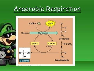 Anaerobic Respiration
 
