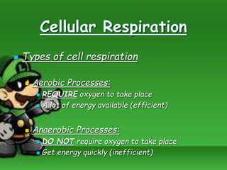 Cellular Respiration
 Types of cell respiration
 Aerobic Processes:
 REQUIRE oxygen to take place
 A lot of energy available (efficient)
 Anaerobic Processes:
 DO NOT require oxygen to take place
 Get energy quickly (inefficient)
 