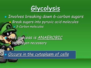 Glycolysis
 Involves breaking down 6-carbon sugars
 Break sugars into pyruvic acid molecules
 3-Carbon molecules
 This process is ANAEROBIC
 No oxygen necessary
 Occurs in the cytoplasm of cells
 