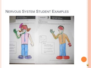 NERVOUS SYSTEM STUDENT EXAMPLES
 