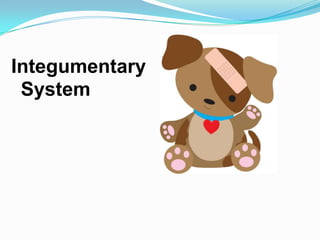 Integumentary System