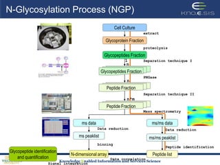 N-Glycosylation Process (NGP)Cell CultureextractGlycoprotein FractionproteolysisGlycopeptides Fraction1Separation technique InGlycopeptides FractionPNGasenPeptide FractionSeparation technique IIn*mPeptide FractionMass spectrometryms datams/ms dataData reductionData reductionms peaklistms/ms peaklistbinningPeptide identificationGlycopeptide identificationand quantificationPeptide listN-dimensional arrayData correlationSignal integration