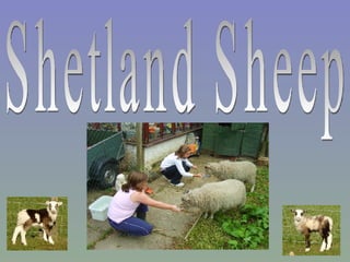 Shetland Sheep 