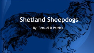 Shetland Sheepdogs
By: Remuel & Patrick
 