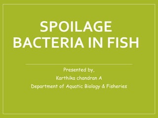 SPOILAGE
BACTERIA IN FISH
Presented by,
Karthika chandran A
Department of Aquatic Biology & Fisheries
 