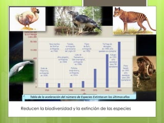 Reducen la biodiversidad y la extinción de las especies 
 