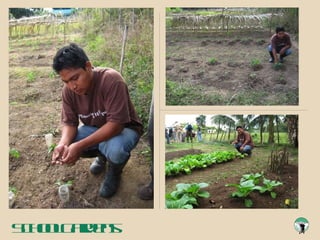 School Gardens 