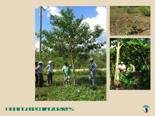 Planting and caring for trees 
