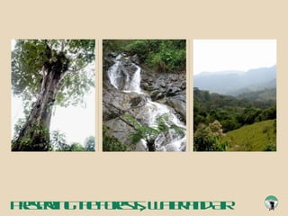 Preserving the Forests, Water and Air 