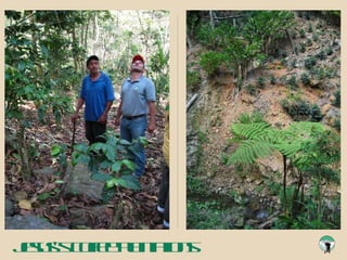 Jesus’s coffee plantations 
