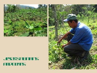 Jesus’s plantains and beans 