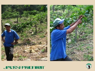 Jesus’s passion fruit 