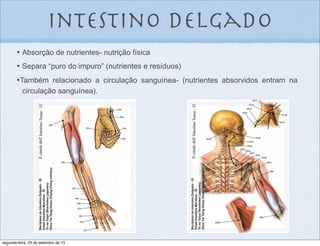 Intestino delgado
•	

 Absorção de nutrientes- nutrição física
•	

 Separa “puro do impuro” (nutrientes e resíduos)
•Também relacionado a circulação sanguínea- (nutrientes absorvidos entram na
circulação sanguínea).
segunda-feira, 23 de setembro de 13
 