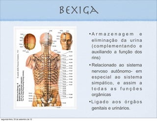 bexiga
•	

A r m a z e n a g e m e
eliminação da urina
(complementando e
auxiliando a função dos
rins)
•	

Relacionado ao sistema
nervoso autônomo- em
especial ao sistema
simpático, e assim a
t o d a s a s f u n ç õ e s
orgânicas
•L i g a d o a o s ó r g ã o s
genitais e urinários.
segunda-feira, 23 de setembro de 13
 